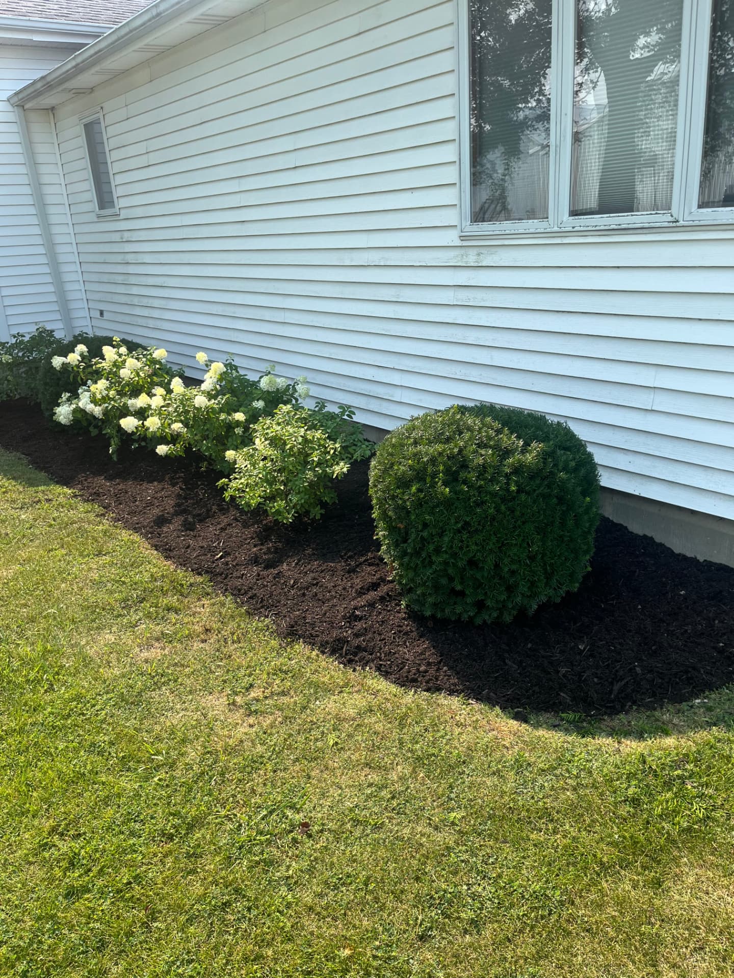 Fresh black mulch and trimmed shrubs along a home's foundation bed